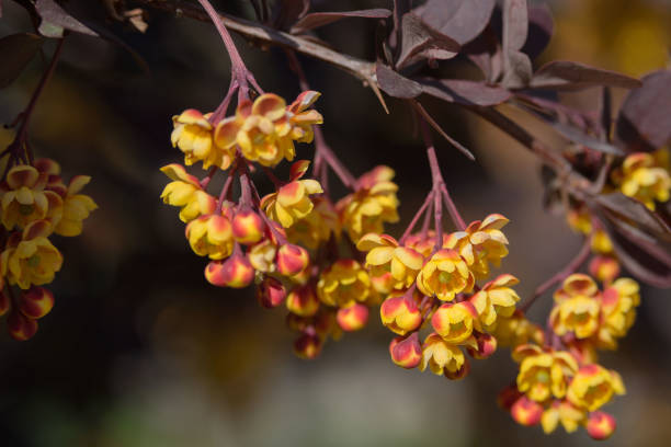 istock Small yellow Berberis flowers in sunlight. 1320211130