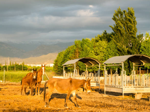 istock Horse on a farm 1320211260
