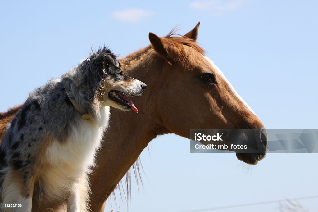 Australian Shepherd mit Pferd - Lizenzfrei Pferd Stock-Foto