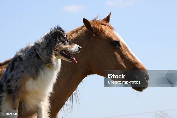 Australian Shepherd Mit Pferd Stockfoto und mehr Bilder von Pferd - Pferd, Hund, Haustier