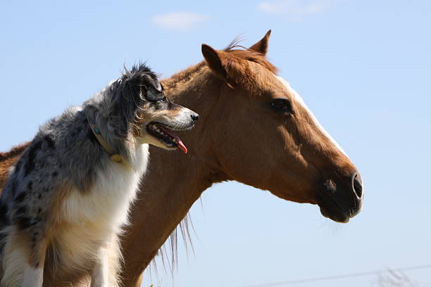 berger australien à cheval - sheepdog photos et images de collection