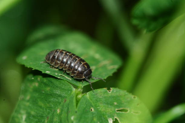 German Doodlebug Insect 3,900+ Doodlebug Stock Photos, Pictures & Royalty-Free Images - iStock