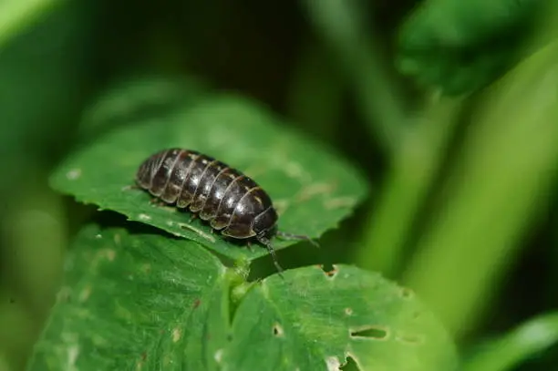 Slow-moving insect called sow bug