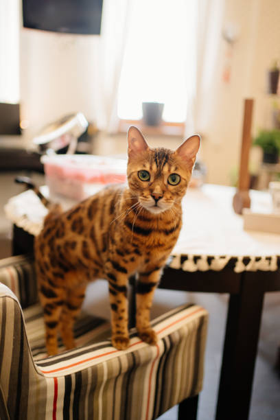istock striped cat on a chair near the table 1320213851