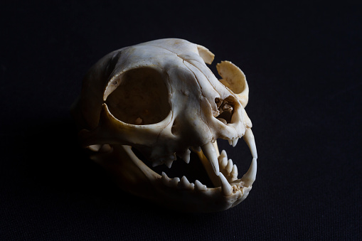Cougar skull with black background