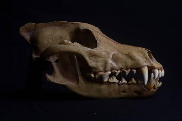 istock Skull of a dog on black background 1320216626