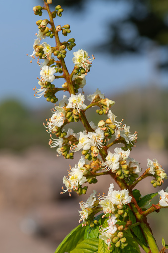 Close up of blossom on a horse chestnut (aesculus hippocastanum) tree