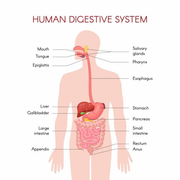 anatomie der menschlichen verdauungsorgane - verdauungstrakt stock-grafiken, -clipart, -cartoons und -symbole