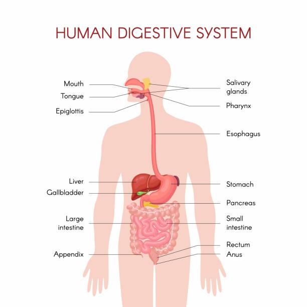 Anatomy of the human digestive organs Anatomy of the human digestive organs with description of the corresponding functions internal organs. Anatomical vector illustration in flat style isolated over white background. digestive stock illustrations