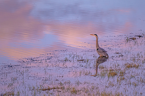 Great Blue Heron in small pond at sunrise with reflections of the Heron and pink clouds in the pond.