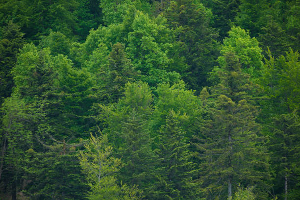 Forest, Woodland, Sun, Public Park, spruce