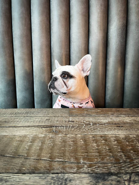 istock Dog waiting for food 1320219418