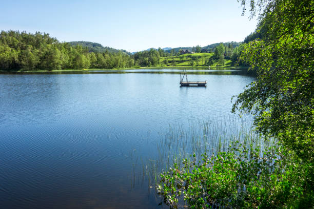 호수 전망 - forest pond landscaped water 뉴스 사진 이미지