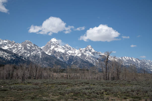 istock Grand Teton peaks as seen through aspen tree trunks 1320220593