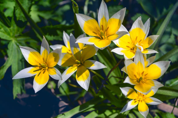 Beautiful yellow flowers in the garden on a blurred background close-up. Late tulip (lat.Tulipa tarda) is a type of perennial, bulbous, herbaceous plants from the genus Tulip of the Liliaceae family. tulipa tarda stock pictures, royalty-free photos & images
