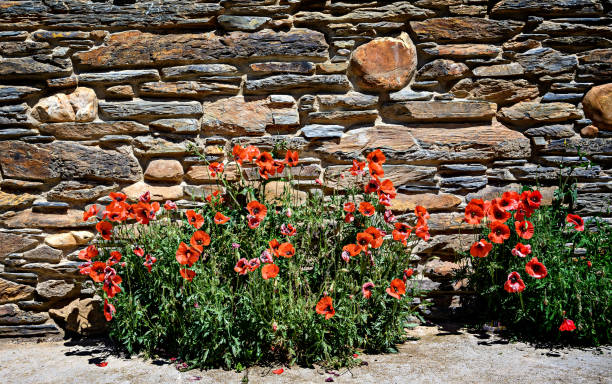 View of ancient stone wall in Spanish village, with red poppies growing on the sidewalk; focus on wall.