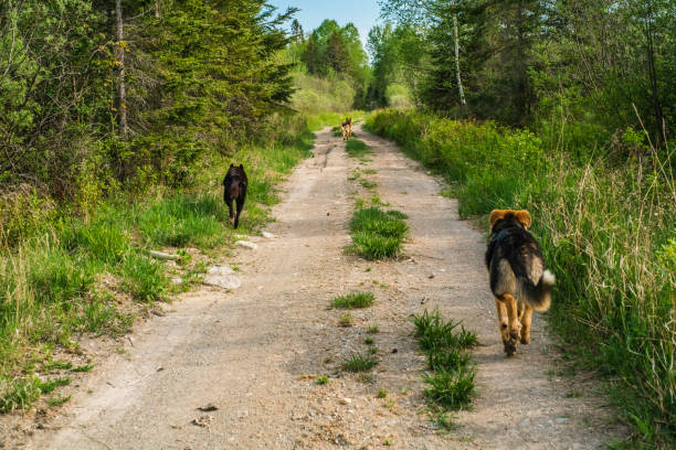 3 Dogs walking on ATV/Footpath in Rural Settings