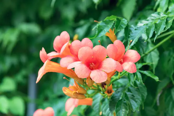 Orange Campsis radicans flowers, selective focus.