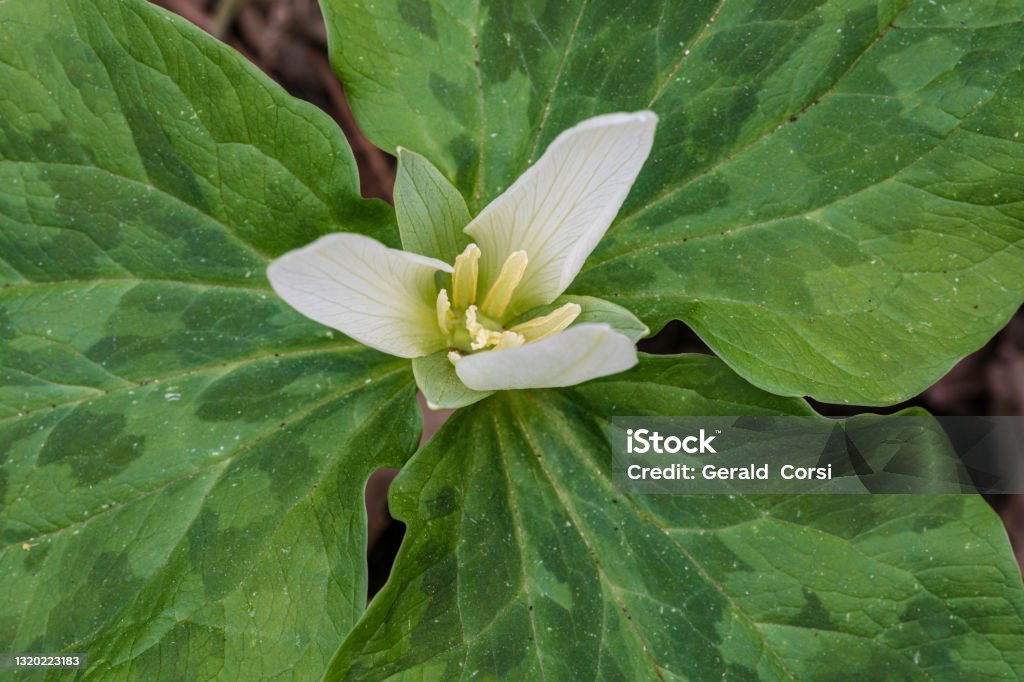 トリリウムアルビダムは巨大な白いウェイクロビン白いヒキガエルシェード甘いトリリウムとしても知られておりメランチア科の開花植物の種ですシュガー