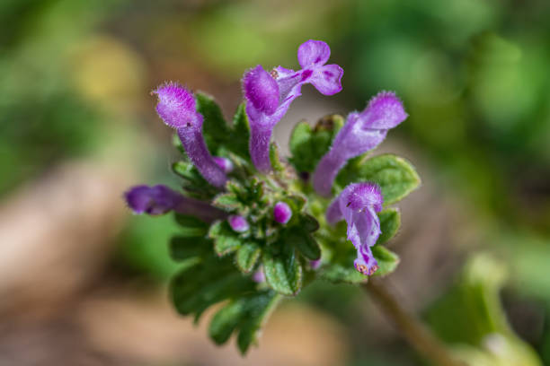 Lamium amplexicaule, commonly known as common henbit, or greater henbit or henbit dead-nettle is a species of Lamium native to Europe, Asia and northern Africa. Sugarloaf Ridge State Park; Mayacamas Mountain Range, Sonoma County, California. Lamiaceae. lamium amplexicaule, comúnmente conocida como henbit común, o henbit o henbit dead-nettle es una especie de lamium nativa de europa, asia y el norte de África. parque estatal sugarloaf ridge; cordillera de mayacamas, condado de sonoma, california. lami