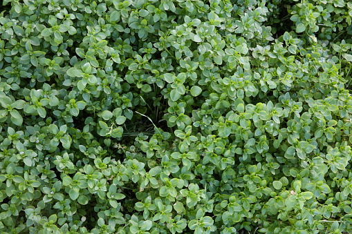 Coloratus Purple Winter Creeper. Euonymus fortunei coloratus purple wintercreeper.