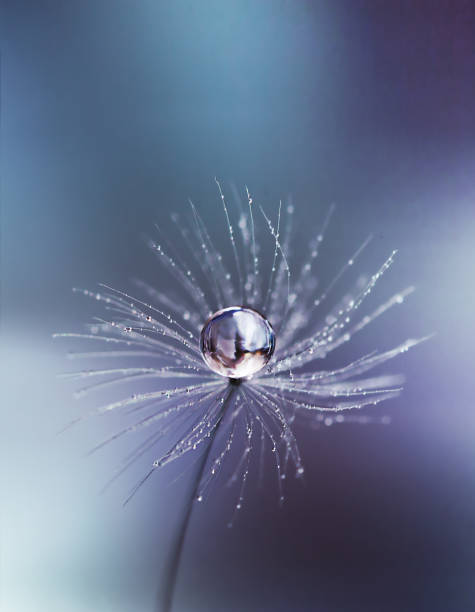 ombrello pianta - dandelion water dandelion seed dew foto e immagini stock