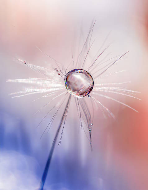 istock umbrella plant close-up 1320223513