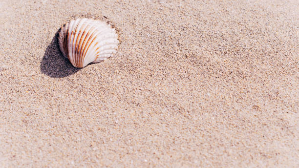 istock Shell sea with seashells, shells on sand tropical ocean beach. Copy space of summer vacation and business travel concept. 1320224261