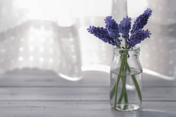 Muscari flowers on white background
