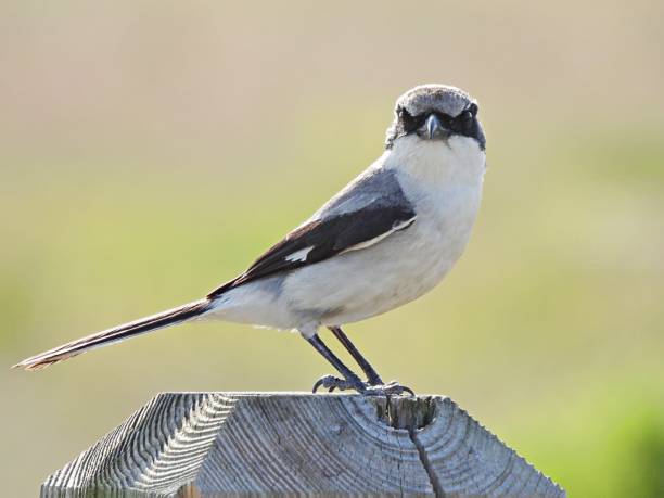 istock Loggerhead Shrike (Lanius ludovicianus) perched on a wood post looking at the camera 1320226201