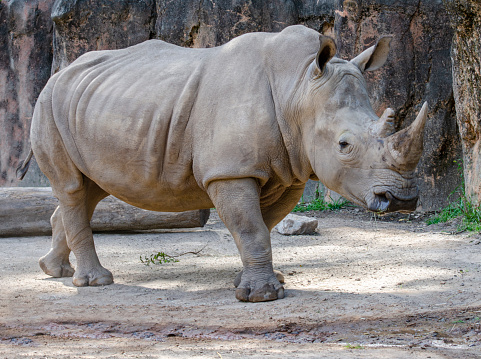 The white rhino is the second largest land mammal after the elephant. It has two horns with the front horn being much larger. The rhino uses its distinctive horn to intimidate others, protect itself and dig. The white rhino’s wide, square, upper lip and broad snout make it well equipped for grazing on grasses. White rhinos are semi-social and territorial. Females and young generally live in groups while bulls are traditionally solitary.