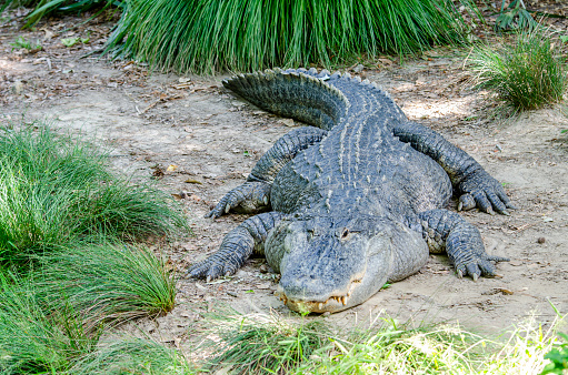 beautiful profile of a crocodile in high definition with a black background in HD