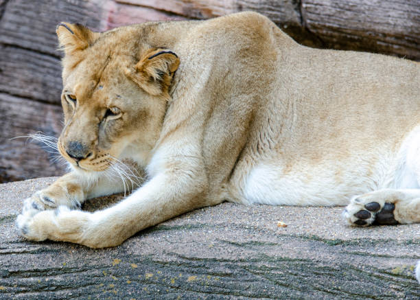 istock african lion: lioness: Panthera leo 1320227374