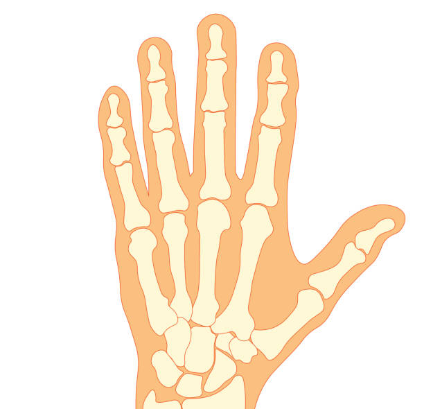 Hueso De La Mano Vectores Libres de Derechos - iStock Hueso De La Mano Vectores Libres de Derechos - iStock