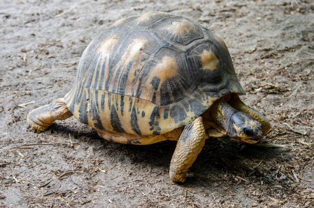 istock small galapagos tortoise: Geochelone elephantopus 1320227494