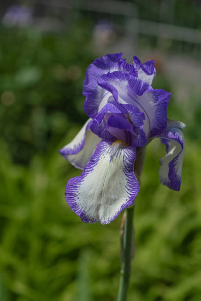 istock Purple and white Iris flora in garden. 1320228599