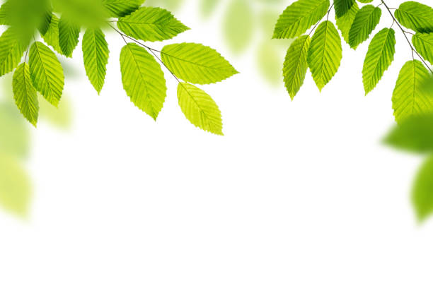 istock Branch of tree with green leaves isolated on white background. 1320229177