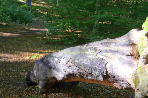 tronco texturizado antiguo en el bosque de hayas, entre la luz y la sombra - beech tree wilderness area forest log fotografías e imágenes de stock