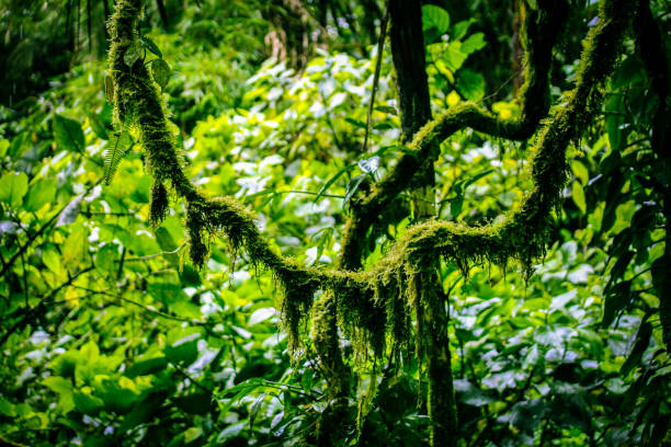 Lush green rain forest