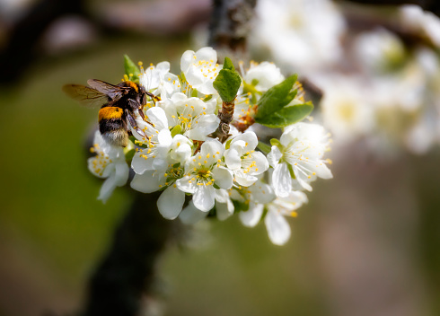 Plum flower with a bumblebee at the pistills