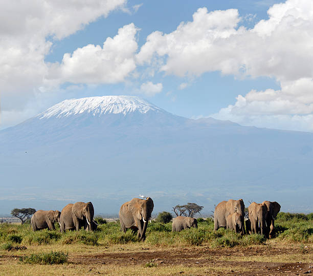 istock Snows of Kilimanjaro 132023080