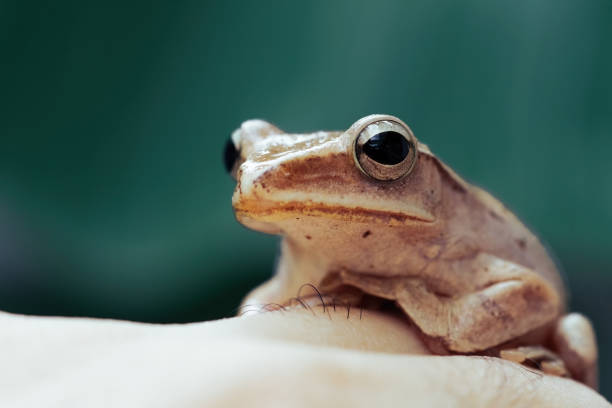istock Common tree frog sit on the leaf/ type of fog in nature 1320231369