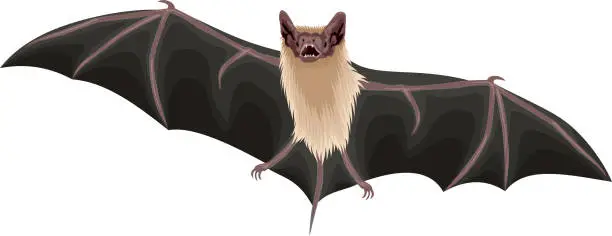 Vector illustration of vector Mexican Free-Tailed Bat illustration