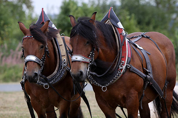 istock Ardennes horse team 132023314