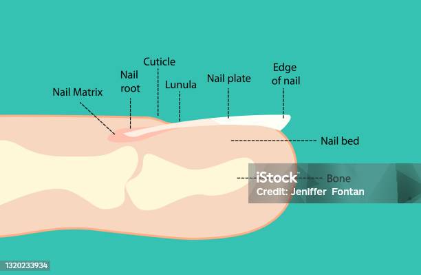 Fingernail Anatomy Finger Side View Stock Illustration - Download Image ...