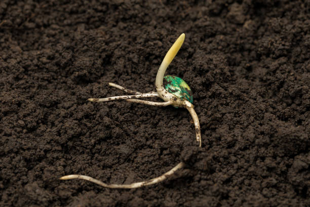 primer plano de la germinación de semillas de maíz en suelo de maizal. agricultura, agronomía y concepto agrícola. - seedbed fotografías e imágenes de stock