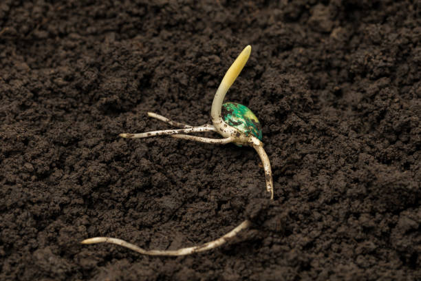 closeup of corn seed germination in soil of cornfield. agriculture, agronomy and farming concept. - seedbed imagens e fotografias de stock