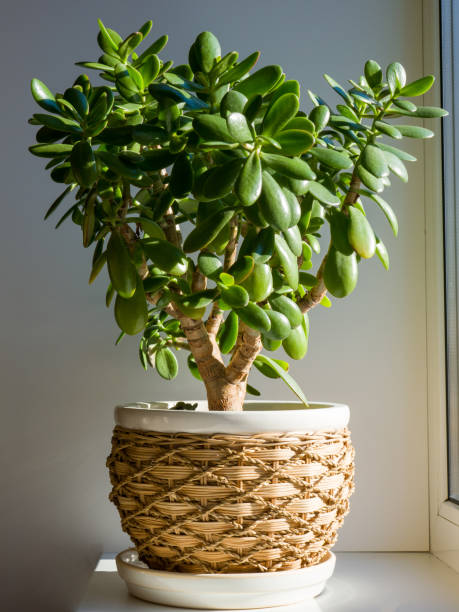 Crassula ovata, commonly known as jade plant, lucky plant, money plant or money tree, is a succulent plant. Crassula ovata, commonly known as jade plant, lucky plant, money plant or money tree, is a succulent plant. It is common as a houseplant worldwide. jade plant stock pictures, royalty-free photos & images