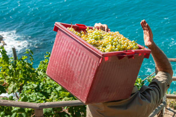 Man carrying a plastic crate with grapes during grape harvest in a cliffside vineyard. Cinque Terra, Italy. Candid, real people.