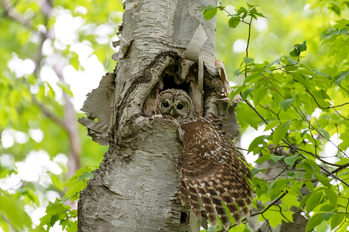 Barred owl in her nest inside a tree, looking out with one wing spread out of the nest. Her two owlets are underneath her in the tree.